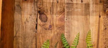 tropical fern plant with rustic wood background on white panel
