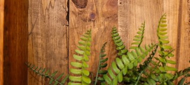 tropical fern plant with rustic wood background on white panel