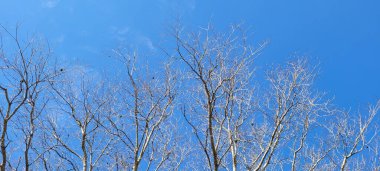 blue sky in park with dry trees in winter which can be used as background