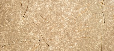 industrial rustic background with dark gray concrete texture, with natural branches