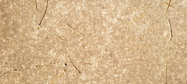 industrial rustic background with dark gray concrete texture, with natural branches