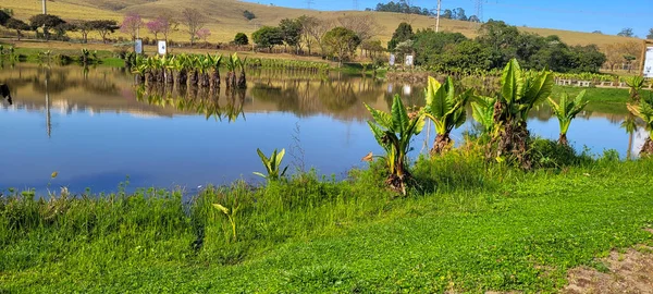 Natural Tropical Lake Interior Brazil Grass Vegetation Water Plants — Stockfoto