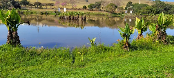 natural tropical lake in the interior of Brazil with grass vegetation and water plants