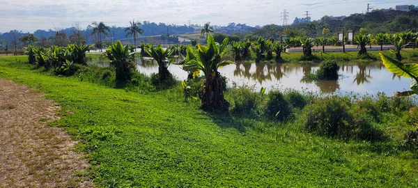 Natural Tropical Lake Interior Brazil Grass Vegetation Water Plants — Stock Fotó