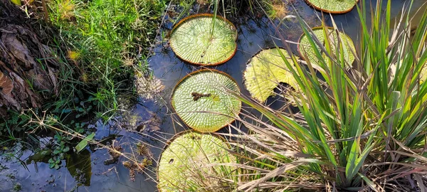 Natural Tropical Lake Interior Brazil Grass Vegetation Water Plants — Foto de Stock