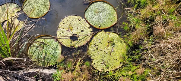 Natural Tropical Lake Interior Brazil Grass Vegetation Water Plants — Fotografia de Stock