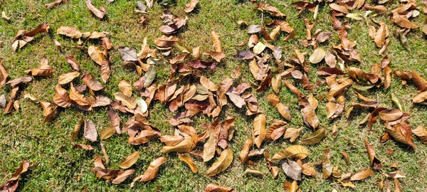 Dry Autumn Winter Leaves Park Countryside Brazil — Photo