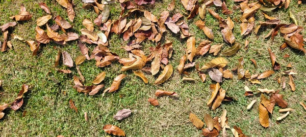 Dry Autumn Winter Leaves Park Countryside Brazil — Photo
