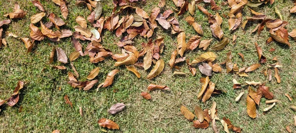 Dry Autumn Winter Leaves Park Countryside Brazil — Stock Photo, Image