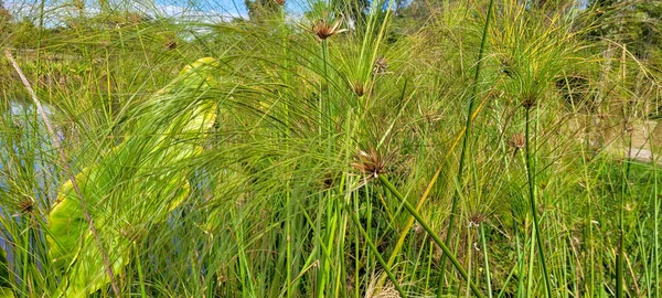 Tropical Vegetation Lake Pantano Brazil — Stockfoto