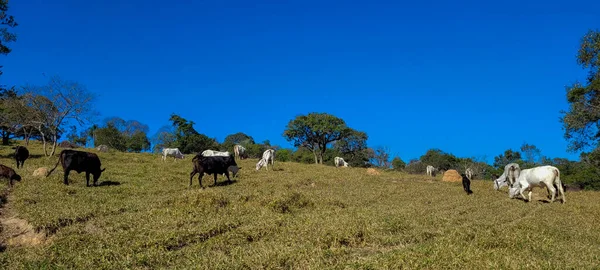 Farm Landscape View Countryside Brazil — Fotografia de Stock