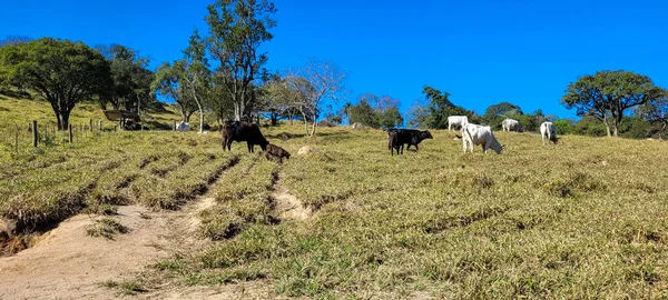 Blick Auf Den Bauernhof Der Landschaft Brasiliens — Stockfoto