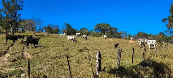 Farm Landscape View Countryside Brazil — Fotografia de Stock