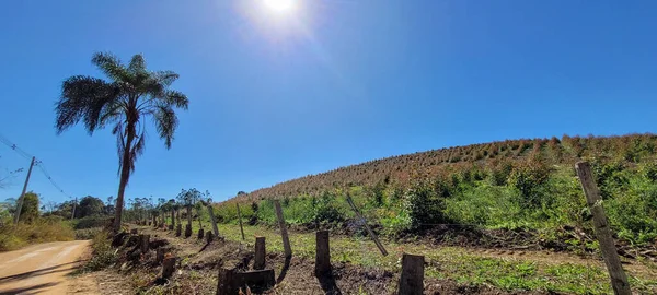 Eukalyptusernte Auf Einem Bauernhof Der Landschaft Brasiliens Mit Sonnigem Himmel — Stockfoto