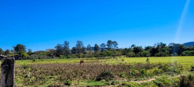 farm landscape on a sunny day with green pasture in the countryside of Brazil
