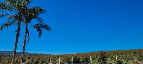Eukalyptusernte Auf Einem Bauernhof Der Landschaft Brasiliens Mit Sonnigem Himmel — Stockfoto