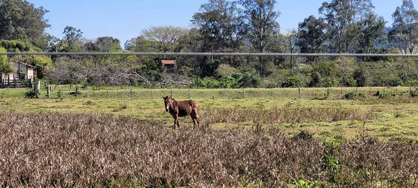 Farm Landscape Sunny Day Green Pasture Countryside Brazil — Zdjęcie stockowe