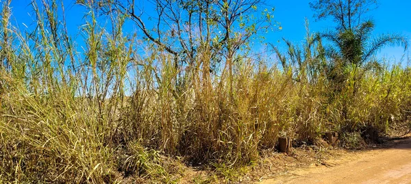 Farm Landscape Sunny Day Green Pasture Countryside Brazil — Stock fotografie