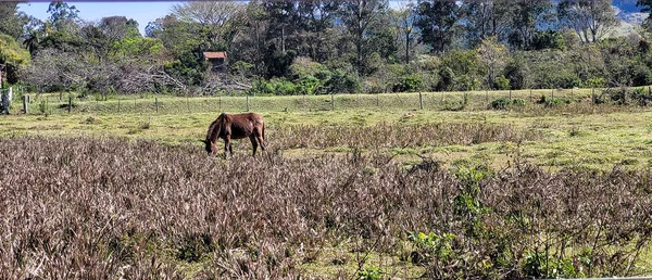 Farm Landscape Sunny Day Green Pasture Countryside Brazil — Fotografia de Stock