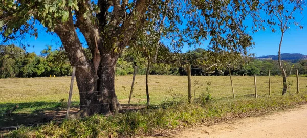 Farm Landscape Sunny Day Green Pasture Countryside Brazil — Stockfoto