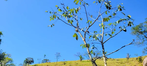 Farm Landscape Sunny Day Green Pasture Countryside Brazil — Zdjęcie stockowe