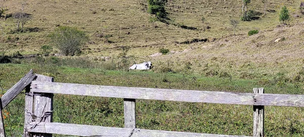 Farm Landscape Sunny Day Green Pasture Countryside Brazil — ストック写真