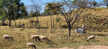 rural landscape of nelore sheep and beef cattle ranch in the countryside of brazil
