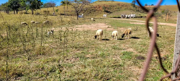 Rural Landscape Nelore Sheep Beef Cattle Ranch Countryside Brazil — Fotografia de Stock