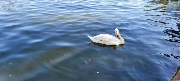 White Swan Lake Open Air Park Interior Brazil — Foto de Stock