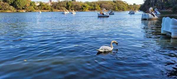 White Swan Lake Open Air Park Interior Brazil — Foto de Stock