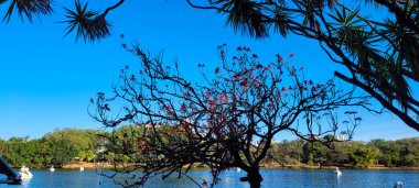 flowering tree in tropical park in campinas, park portugal in the interior of brazil