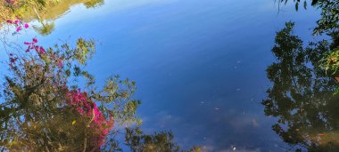 reflection of vegetation and colorful flowers in lake water in portugal park in campinas in brazil countryside