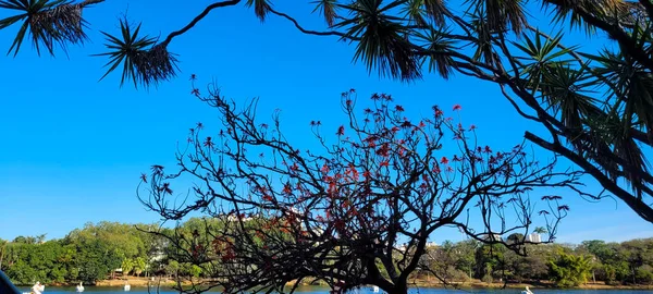 flowering tree in tropical park in campinas, park portugal in the interior of brazil