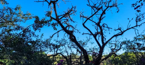 Flowering Tree Tropical Park Campinas Park Portugal Interior Brazil — 图库照片