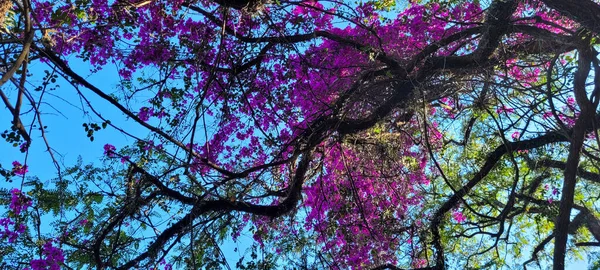 Flowering Tree Tropical Park Campinas Park Portugal Interior Brazil — ストック写真