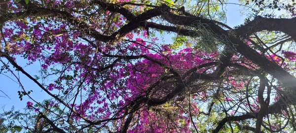 Flowering Tree Tropical Park Campinas Park Portugal Interior Brazil — Fotografia de Stock