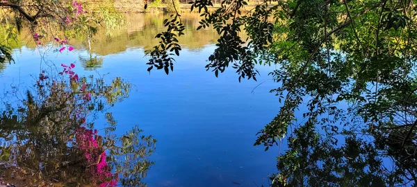 reflection of vegetation and colorful flowers in lake water in portugal park in campinas in brazil countryside