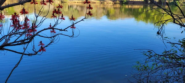 reflection of vegetation and colorful flowers in lake water in portugal park in campinas in brazil countryside