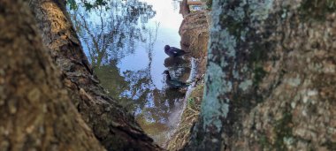 family of ducks released in nature in a park in the countryside of Brazil,campinas park portugal