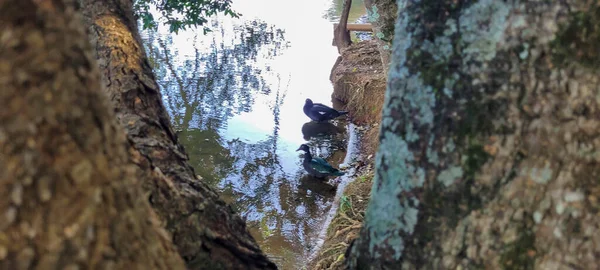 family of ducks released in nature in a park in the countryside of Brazil,campinas park portugal