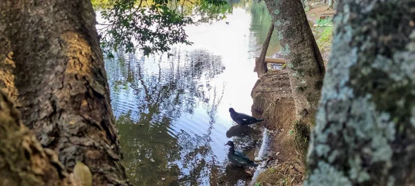 Family Ducks Released Nature Park Countryside Brazil Campinas Park Portugal — Foto de Stock