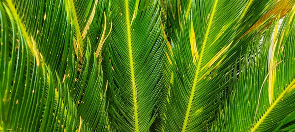 Imagem Gramado Verde Que Pode Ser Usado Como Fundo Natural — Fotografia de Stock