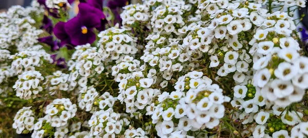 Сад Барвистих Осінніх Квітів Посаджених Любов Мінас Жерайс Бразилія — стокове фото
