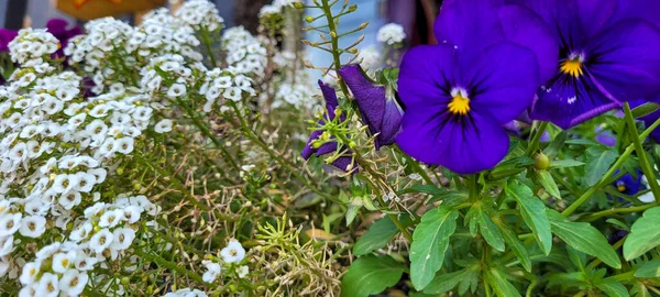 Ogród Kolorowe Jesienne Kwiaty Posadzone Miłością Minas Gerais Brazylia — Zdjęcie stockowe