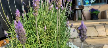 Brezilya 'nın Minas Gerais şehrinde ekilen renkli sonbahar çiçekleri bahçesi.