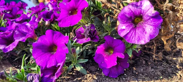 Giardino Fiori Colorati Autunnali Piantati Con Amore Minas Gerais Brasile — Foto Stock