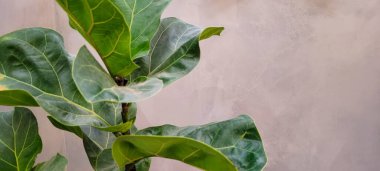 minimalist grayish dark rustic texture background in panel