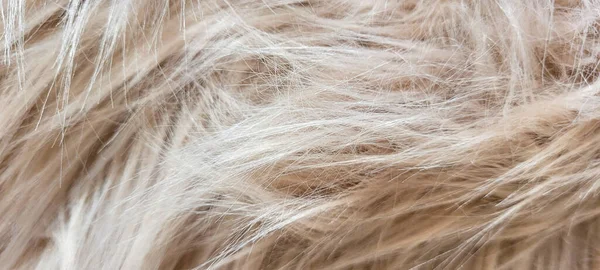 Soft Brown Fluffy Blanket Winter Can Used Background —  Fotos de Stock