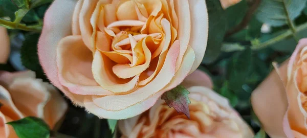 Jardin Fleurs Fleurs Roses Avec Des Feuilles Vertes Qui Peuvent — Photo