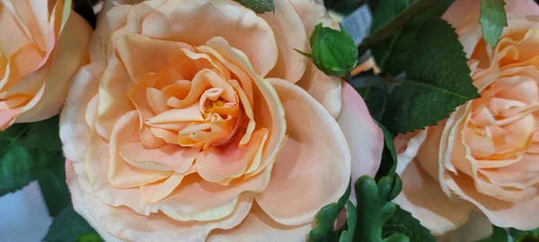 Jardin Fleurs Fleurs Roses Avec Des Feuilles Vertes Qui Peuvent — Photo